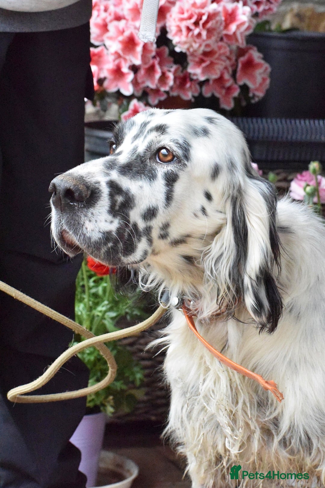 English Setter dogs for adoption: Guay  - Image 2