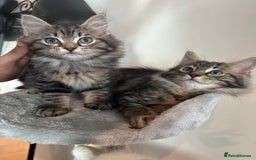 Ragdoll cats for sale: Beautiful Ragdoll Mix Kittens - Image 5