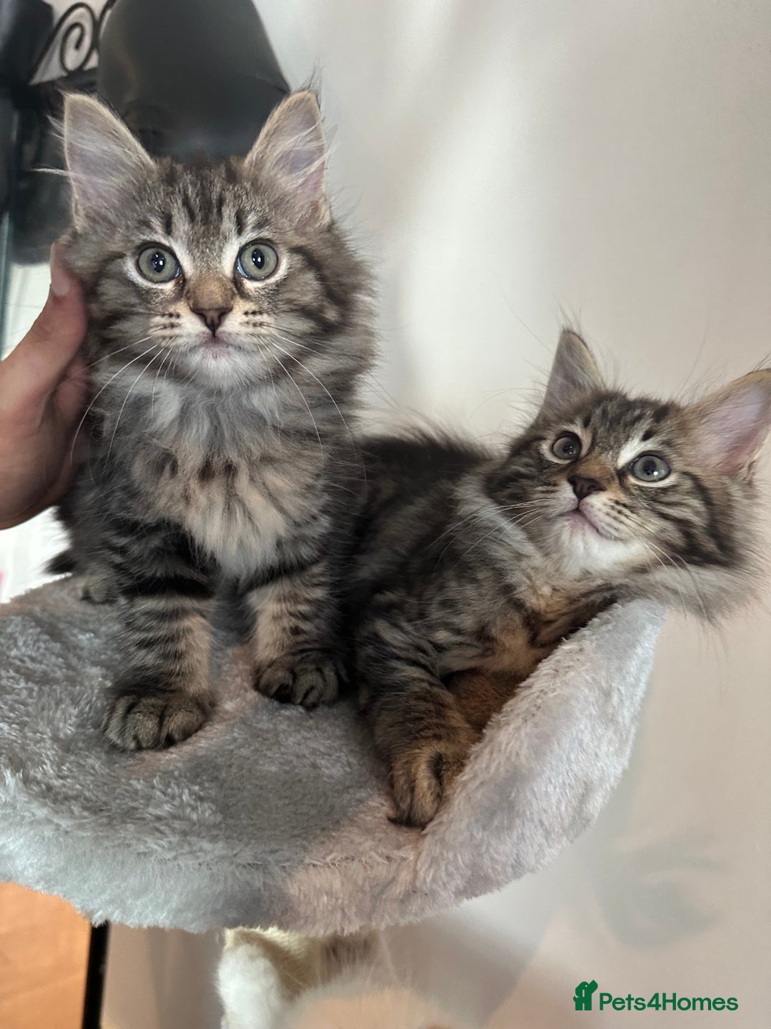 Ragdoll cats for sale: Beautiful Ragdoll Mix Kittens - Image 5