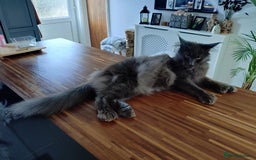 Maine Coon cats for sale: Polydactyl Russian blue Maine coon kittens  - Image 4