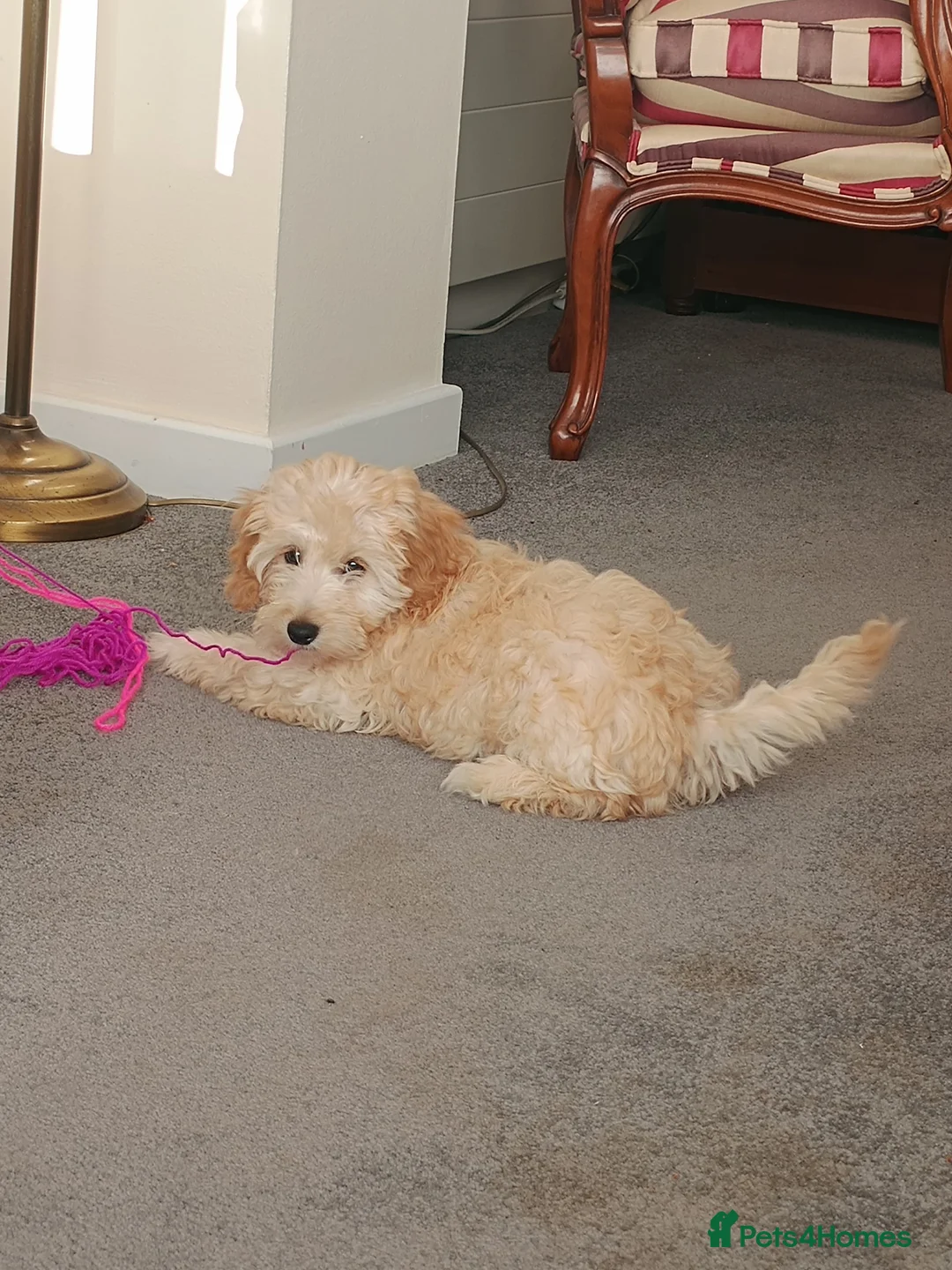 Cockapoo dogs for sale: Beautiful 2nd Generation Male Cockapoo Puppy - Advert 1