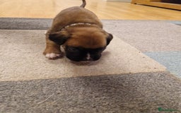 Boxer dogs for sale: Beautiful litter of KC reg bobtail boxer pups - Image 30