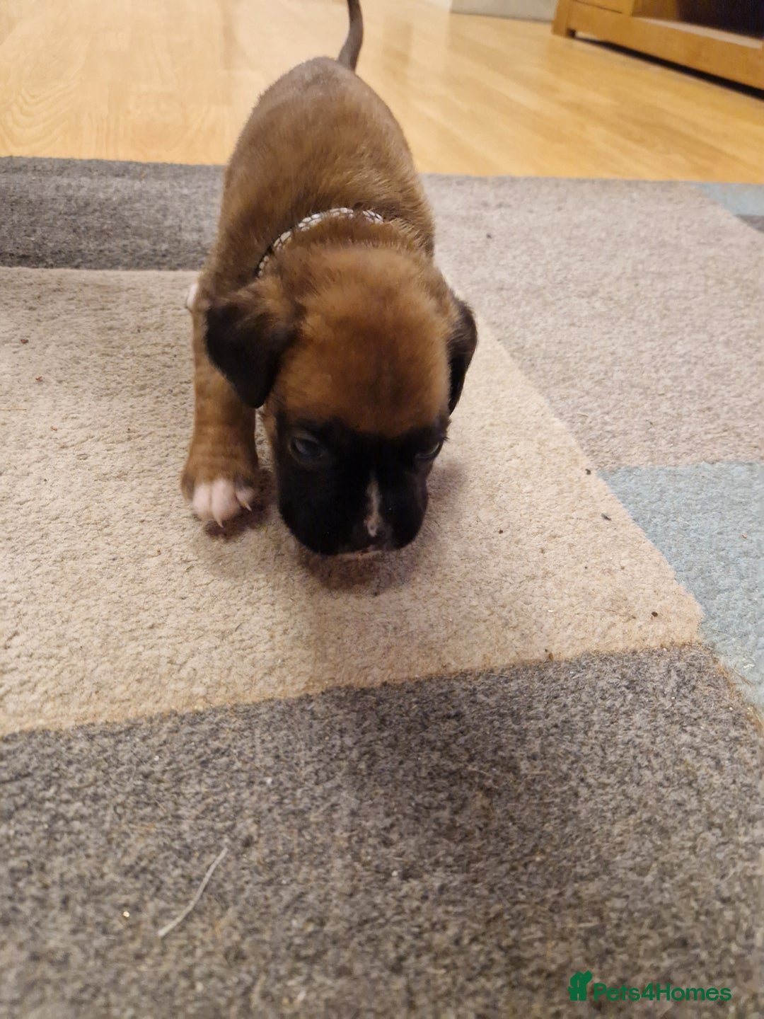 Boxer dogs for sale: Beautiful litter of KC reg bobtail boxer pups - Image 30