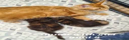 Maine Coon cats for sale: Pedigree tica mainecoon kittens - Advert 26