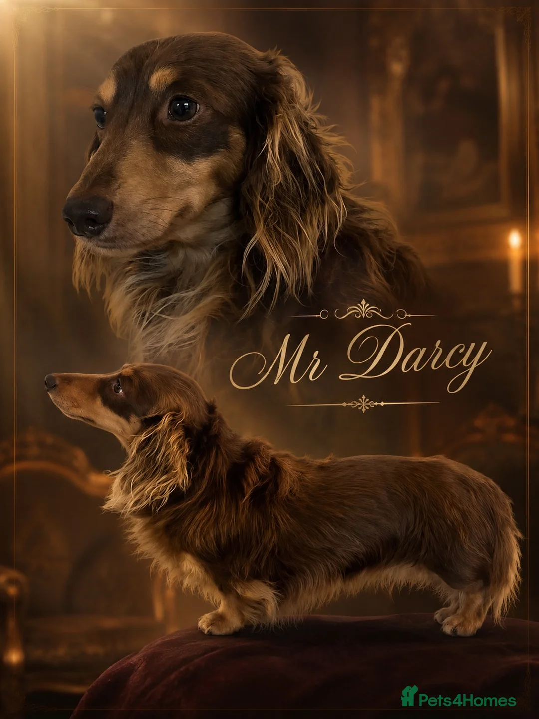 Miniature Dachshund dogs for stud: 2 miniature long coated working boys - Advert 2