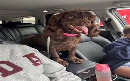 Sprocker dogs for sale: Sprockerspaniel girl age 3 - Image 2