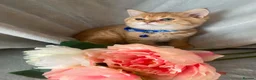 British Shorthair cats for sale: British shorthair kittens  - Advert 5