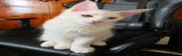 Maine Coon cats for sale: Maine coon Blue eyes + Long Hair - Advert 7