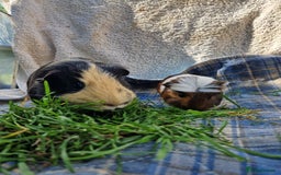 Guinea Pig rodents for sale: Handsome crested agouti shelte breed  - Image 10