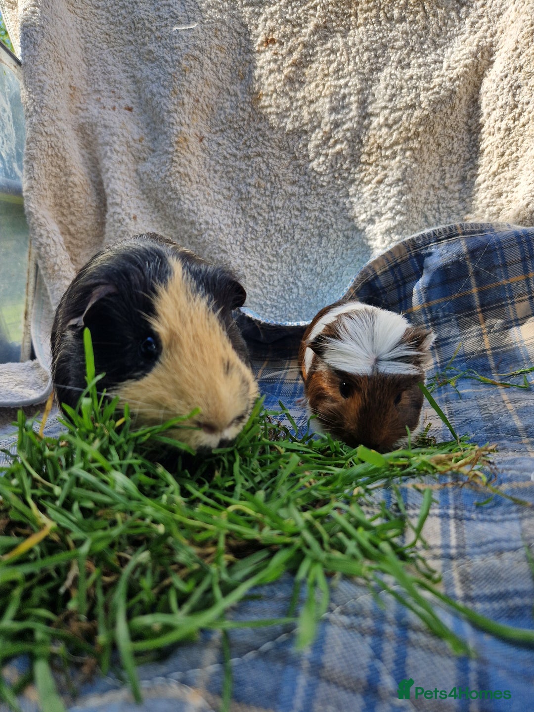 Guinea Pig rodents for sale: Handsome crested agouti shelte breed  - Image 10