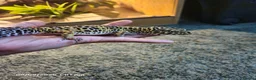 Gecko reptiles for sale: Leopard Geko & Enclosure  - Advert 3