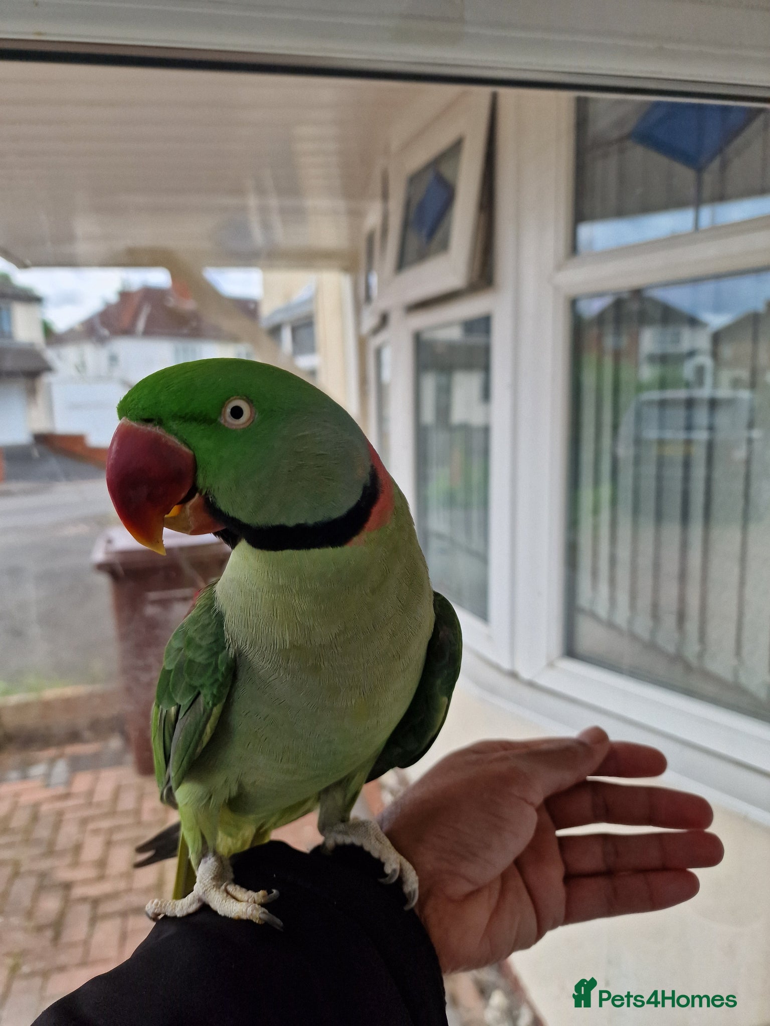 Parrots birds Super Tamed Alexanderian Parrot for sale - Advert 15
