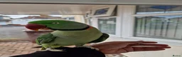 Parrots birds for sale: Super Tamed Alexanderian Parrot for sale - Advert 4