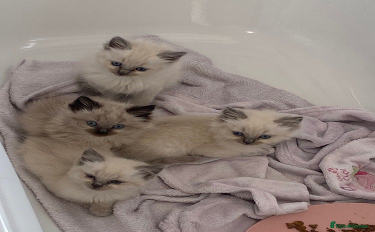 Ragdoll cats - Advert 3