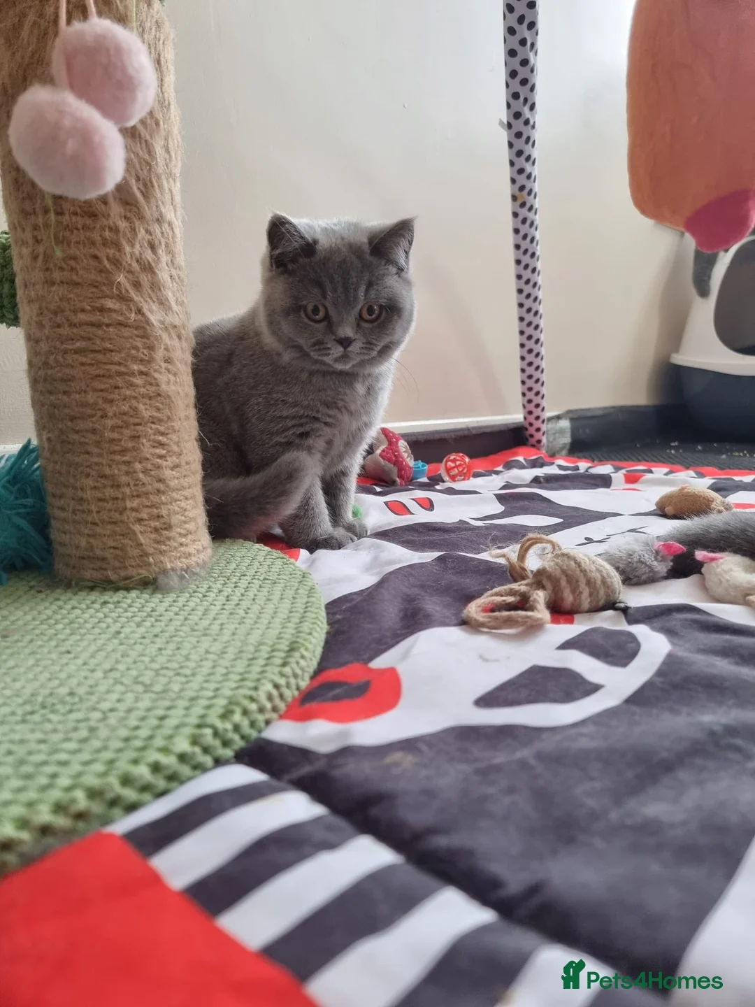 British Shorthair cats for sale: Last Female Ready Too Go GCCF Healthy Pedigree - Advert 12