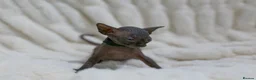 Sphynx cats for sale: Lovely Sphynx Kittens available - Advert 11
