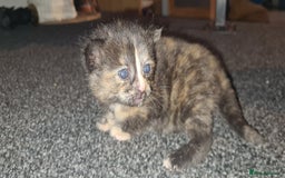 Mixed Breed cats for sale: Beautiful mixed breed kittens  - Advert 7