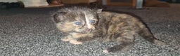 Mixed Breed cats for sale: Beautiful mixed breed kittens  - Advert 7