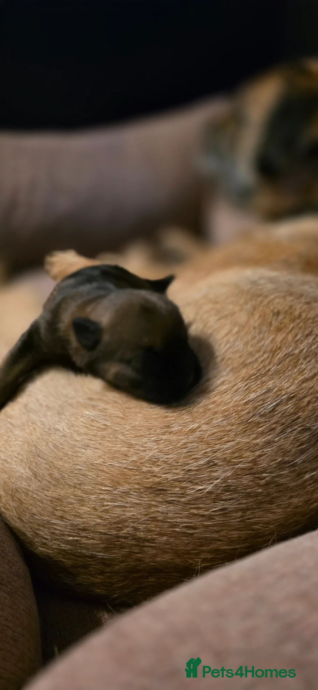 Border Terrier dogs for sale: One outstanding male pup remaining. Ready Now. - Advert 2
