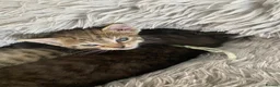 Mixed Breed cats for sale: Delta  in Plymouth - Advert 8