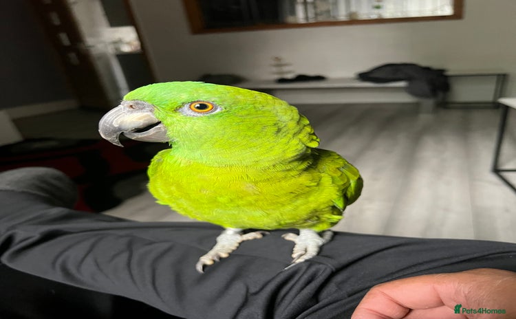 Parrots birds - Advert 1
