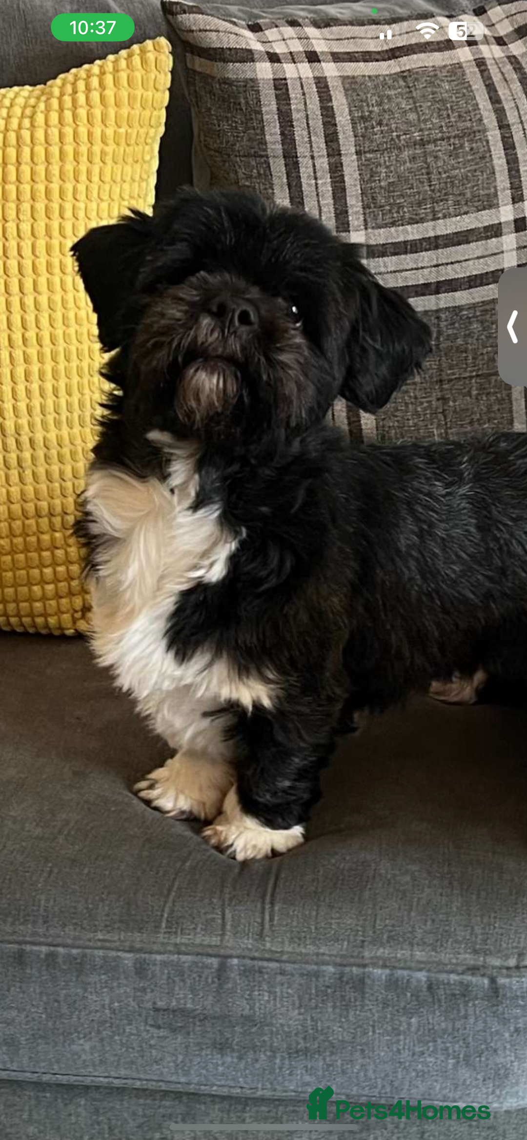 Lhasa Apso dogs for sale: 4 Lhasa Apso babies  - Image 14