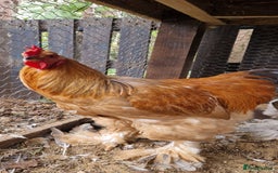 Chickens poultry for sale: Brahma Cockrels for sale  - Image 8