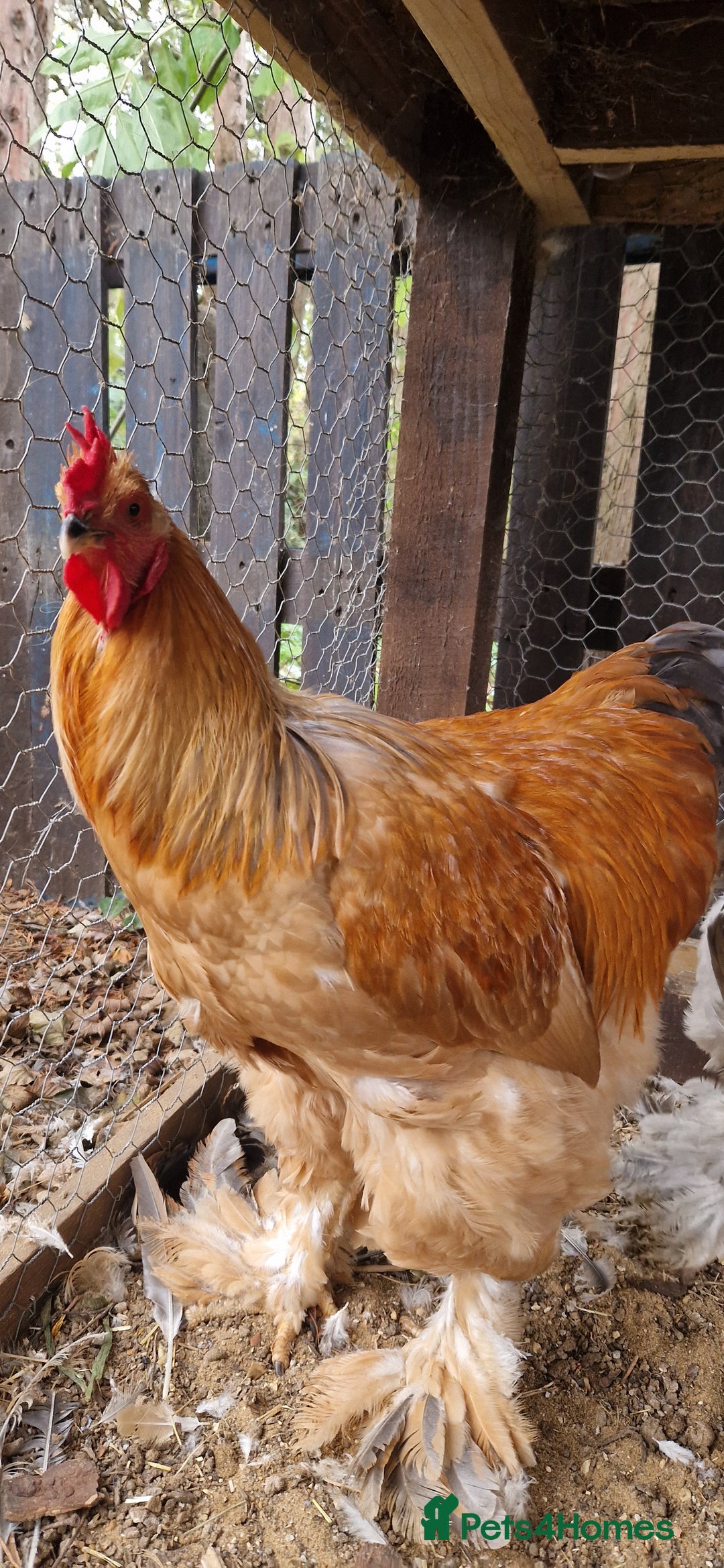 Chickens poultry for sale: Brahma Cockrels for sale  - Image 8