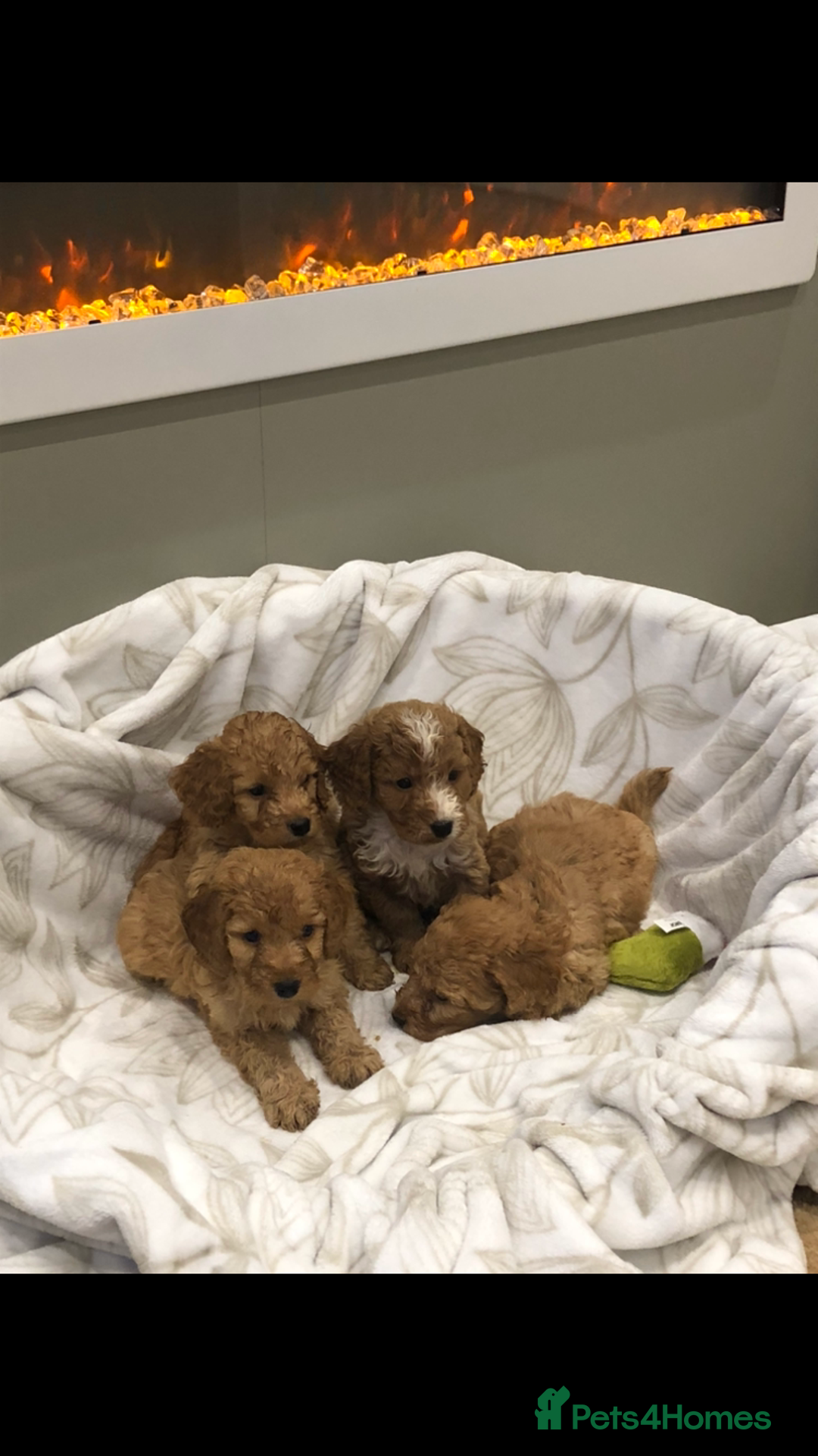 Cockapoo dogs for sale: Stunning red cocapoo, Puppy - Image 3