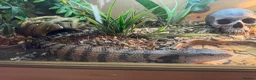 Skink reptiles for sale: Blue tongue skink in Stafford - Advert 3