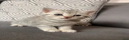 Scottish Fold cats for sale: Scottish and british kittens - Advert 7