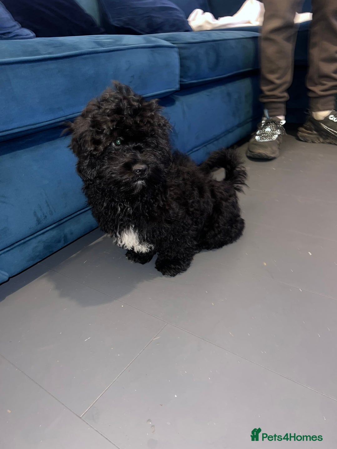 Shihpoo dogs for sale: Beautiful Shihpoo puppies  - Advert 7