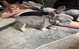 French Bulldog dogs for sale: Micro Frenchie Puppies – KC Registered - Image 40
