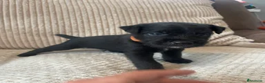 Patterdale Terrier 1