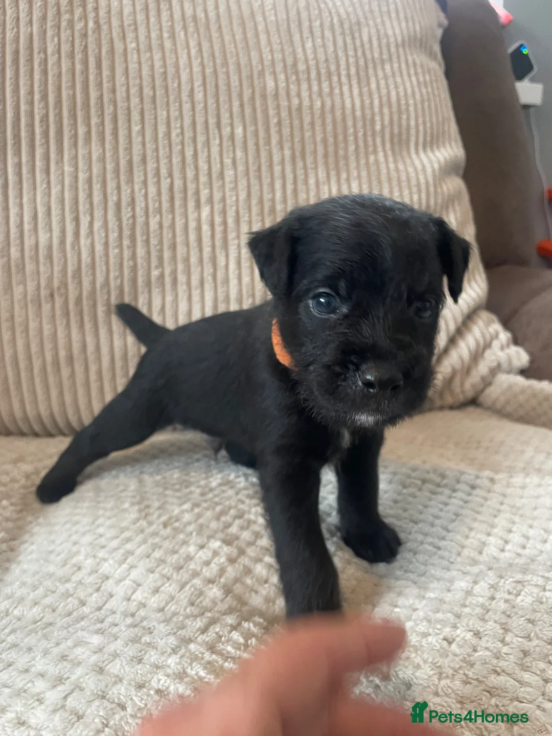 Patterdale Terrier dogs for sale: Patterdale pups in Barry - Advert 2