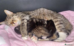 Mixed Breed cats for sale: Kittens for sale - Image 1