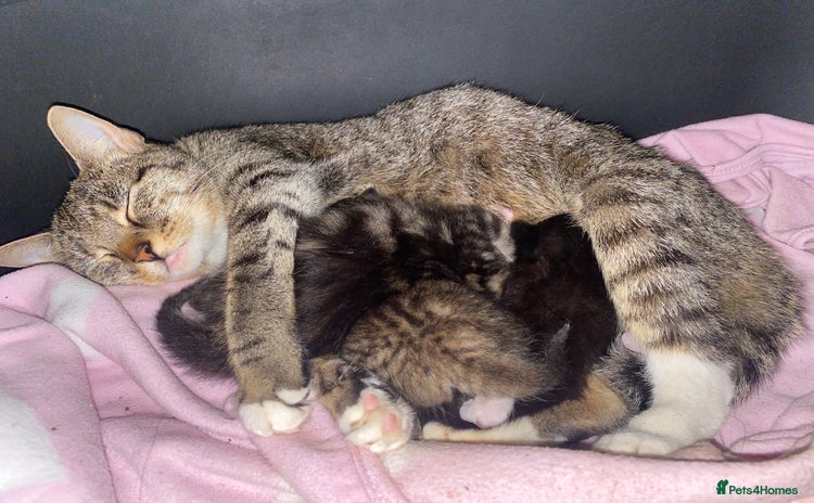 Mixed Breed cats - Advert 4