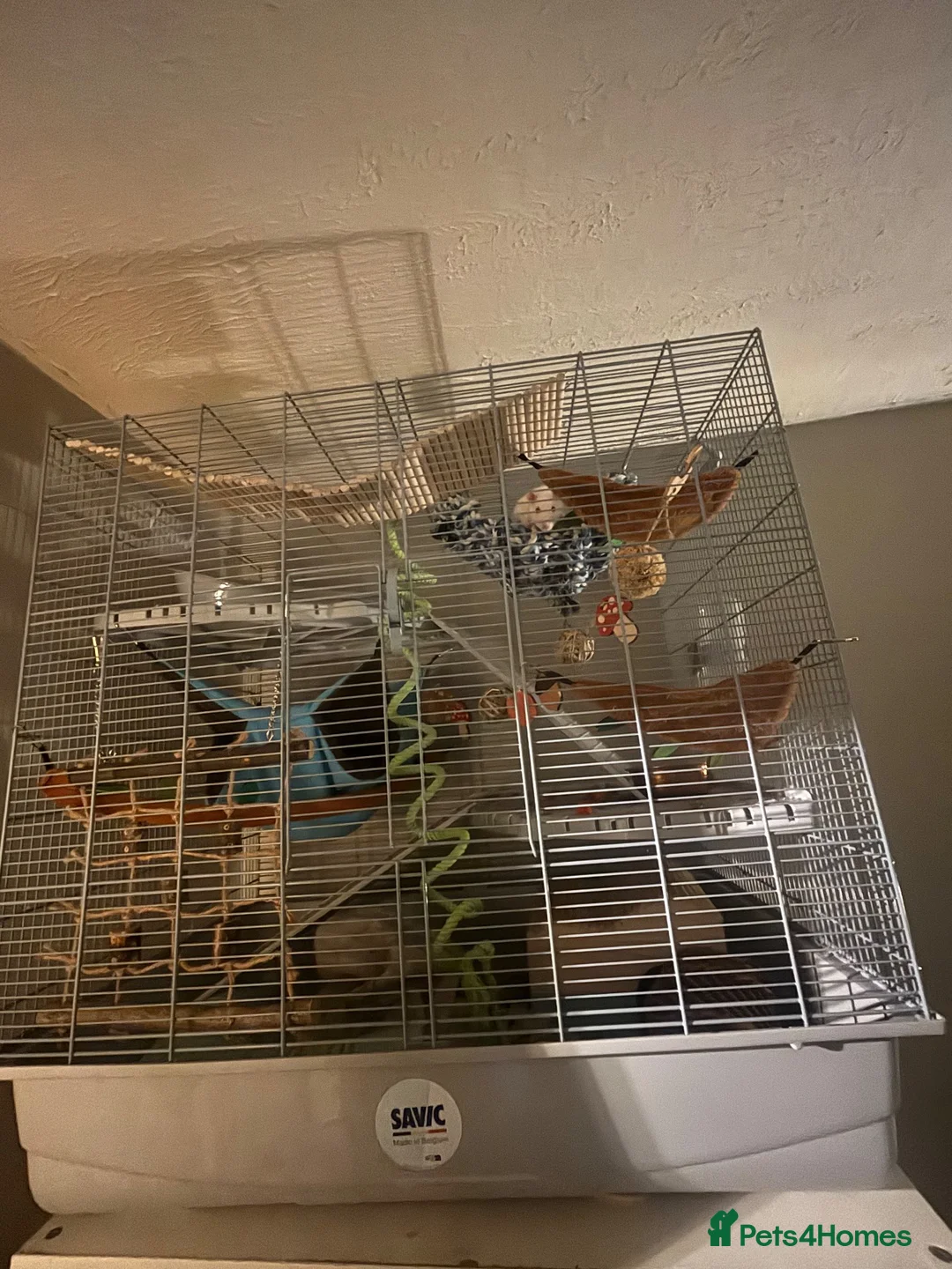 Rat rodents for sale: Two male rats  in Sheffield - Advert 3
