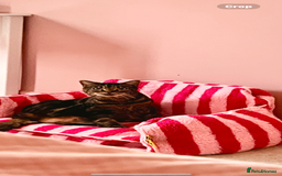 Domestic Shorthair cats for sale: Two Loving Sister Cats Need a New Home  - Image 1