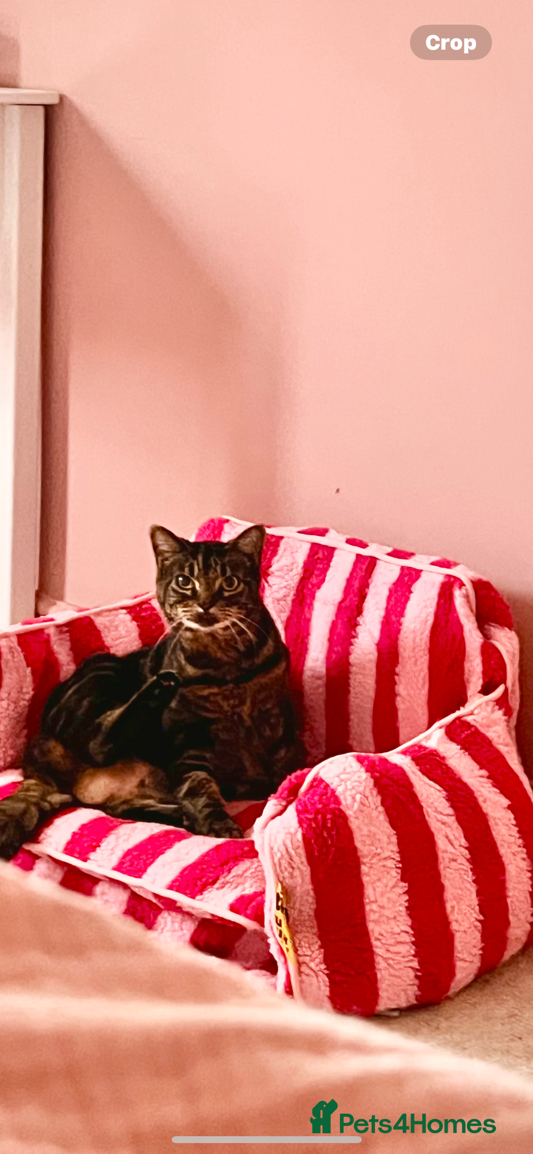 Domestic Shorthair cats for sale: Two Loving Sister Cats Need a New Home  - Image 1