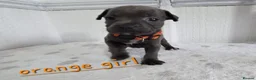 Staffordshire Bull Terrier dogs for sale: Beautiful Blue Staffies ❤️🙌 - Advert 6