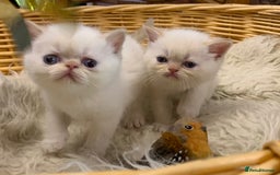 Persian cats for sale: Exotic persians  - Image 25