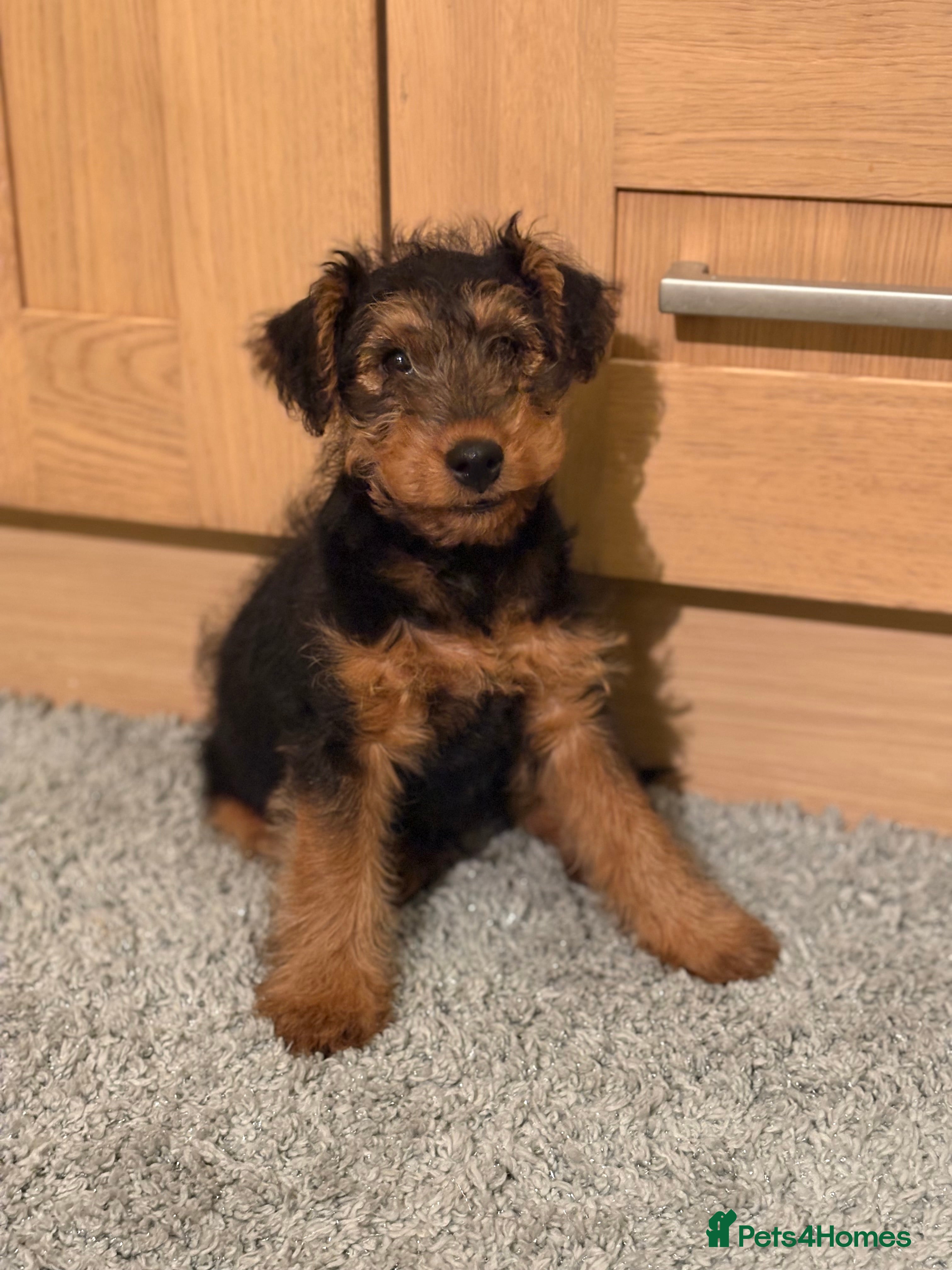 Welsh Terrier dogs Stunning Male Welsh Terrier Puppy Looking For Love - Advert 1