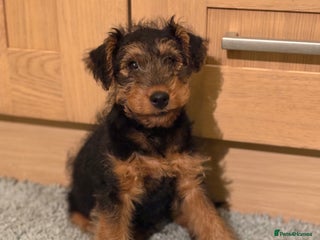 Welsh Terrier dogs Stunning Male Welsh Terrier Puppy Looking For Love - Advert 1