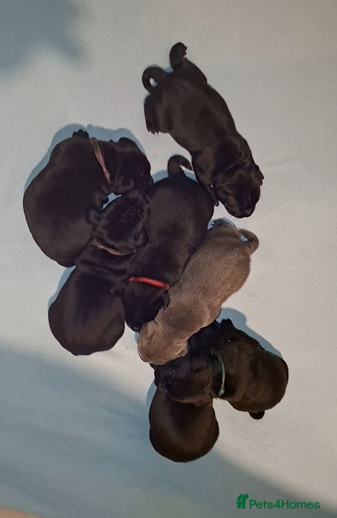 Staffordshire Bull Terrier dogs Classic Staffordshire Bull Terrier Puppies  - Advert 2