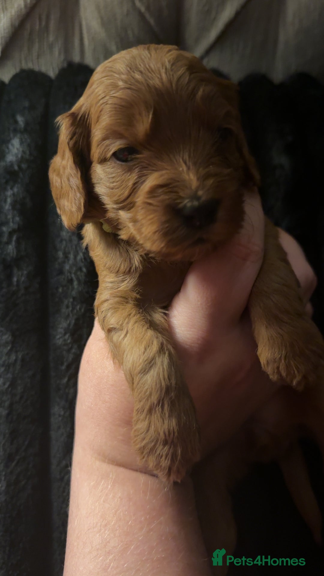 Cockapoo dogs for sale: F1 Cockapoos - Advert 17
