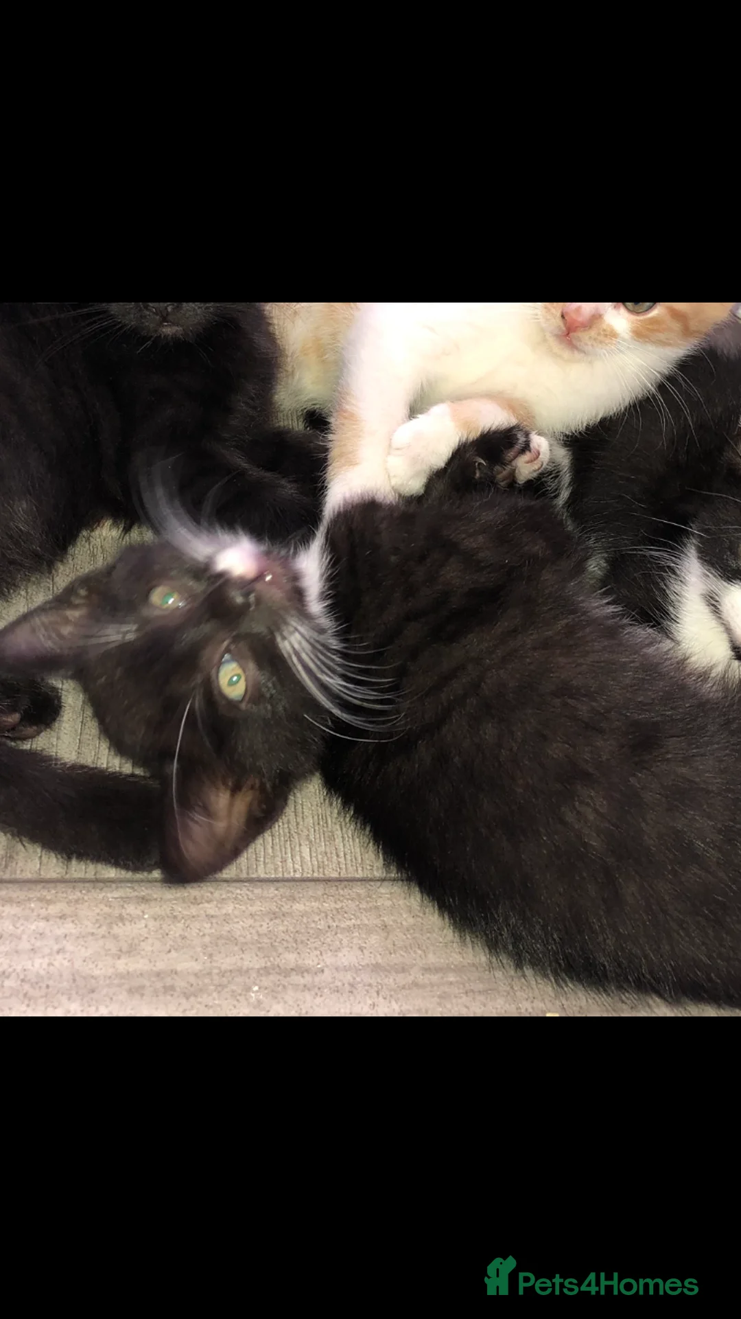 Mixed Breed cats for sale: 7 Beautiful Kittens🥰 in Birmingham - Advert 7