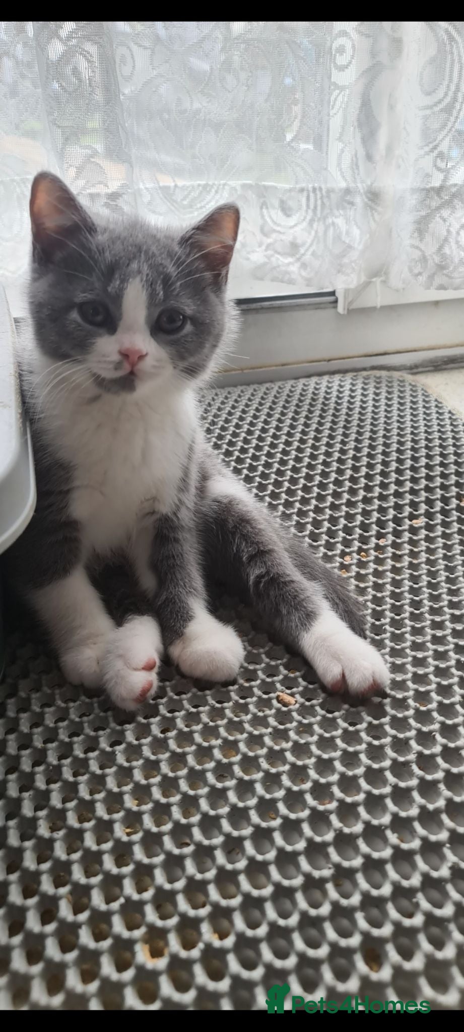British Shorthair cats *READY NOW* British shorthair kittens  - Advert 14