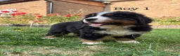 Bernese Mountain Dog dogs for sale: BEAUTIFUL BERNESE MOUNTAIN DOG PUPPIES-4 BOYS !!! - Advert 13