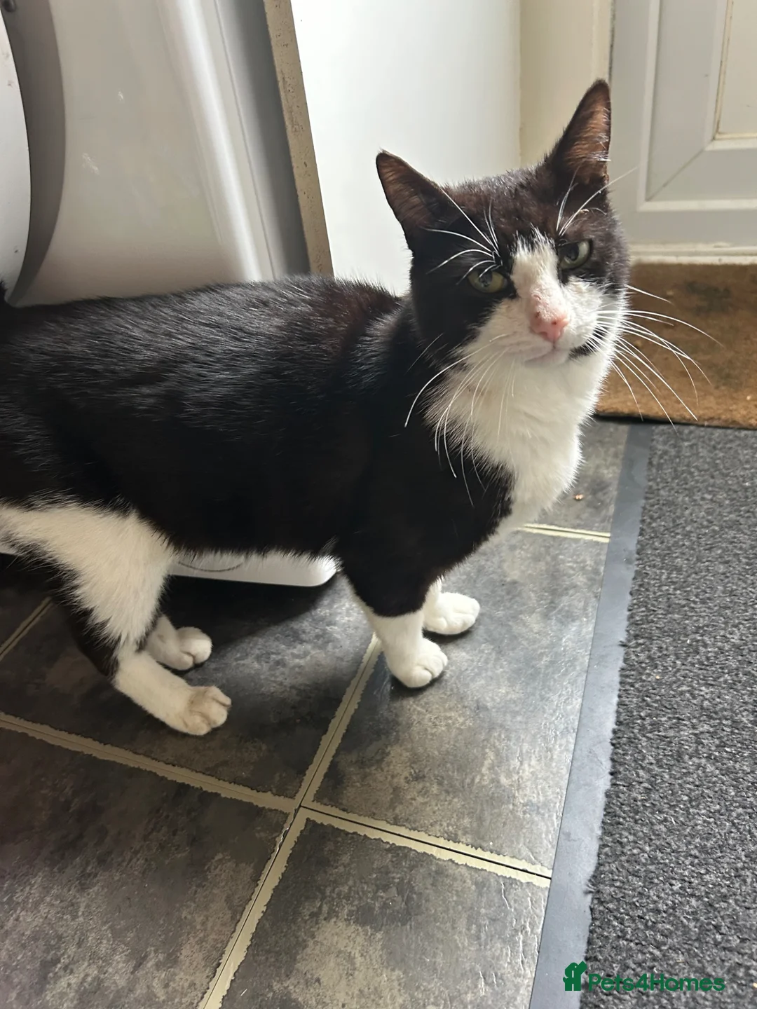 European cats for sale: Cat boy  in Addlestone - Advert 6